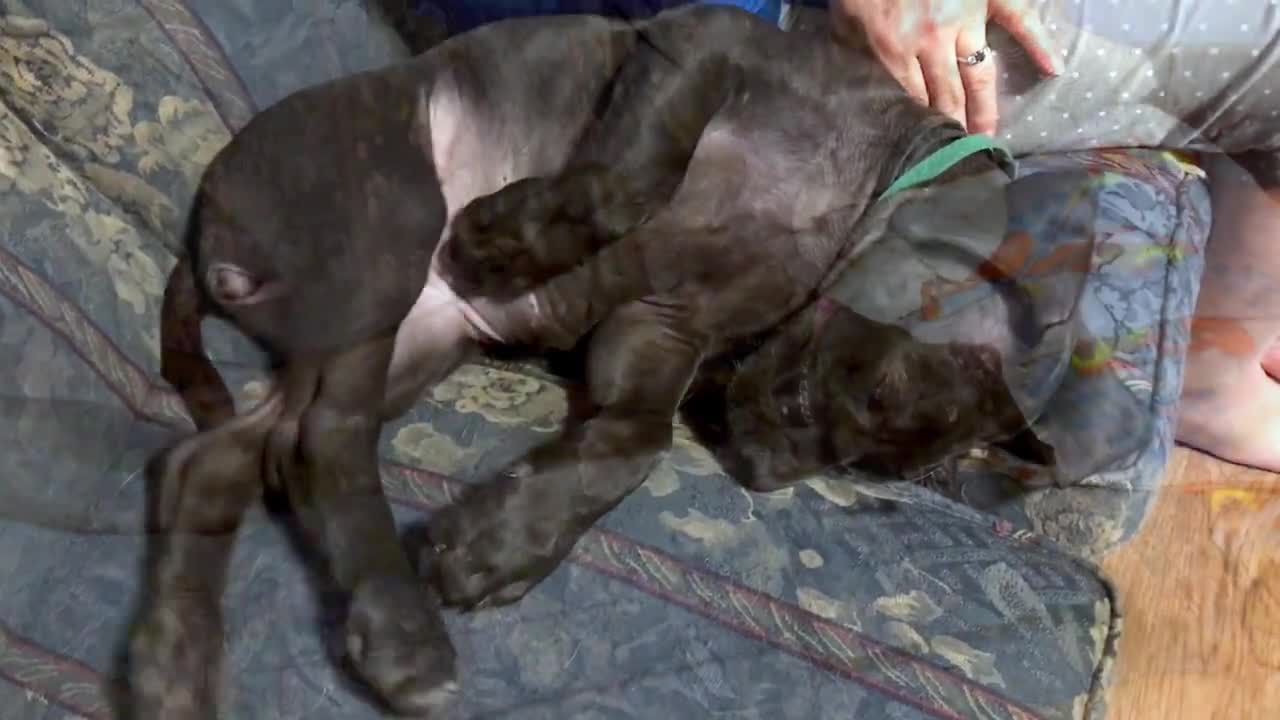 Great dane puppy has grown to completely cover entire couchh