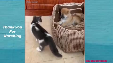 Funny Animals And Cute Pets Compilation