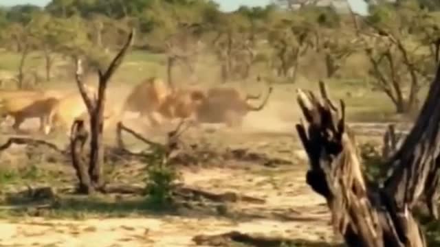 The amazing sight of lions fighting