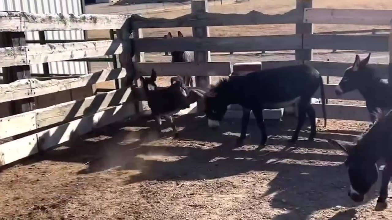 Funny 😂 🤣 animal moment capture in camera 📸