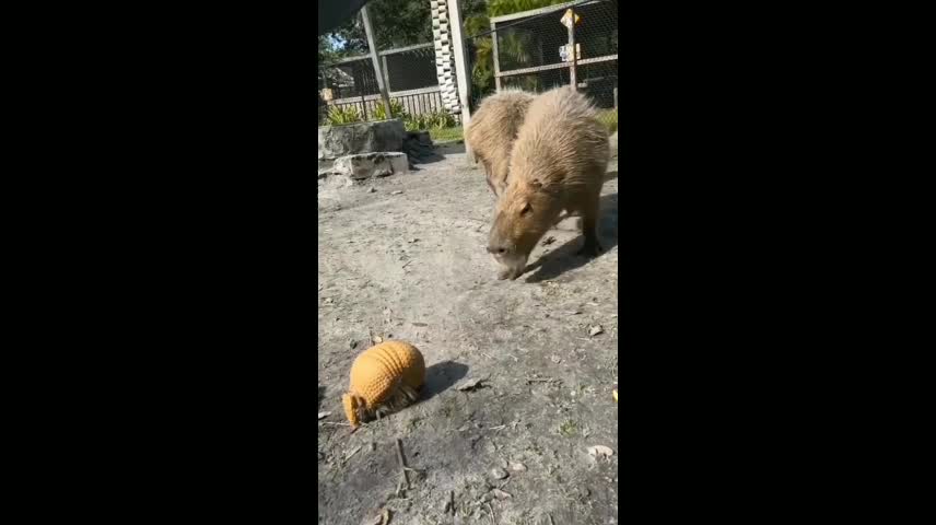 Who love armadillo🙀🙀