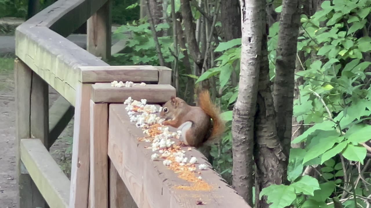 Female Cardinal and a couple of squirrels at James Gardens Toronto