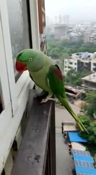 Parrot Calling Mummy in Lockdown