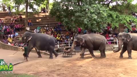 Elephants Dance At Dehiwala National Zoo (Sri Lanka)