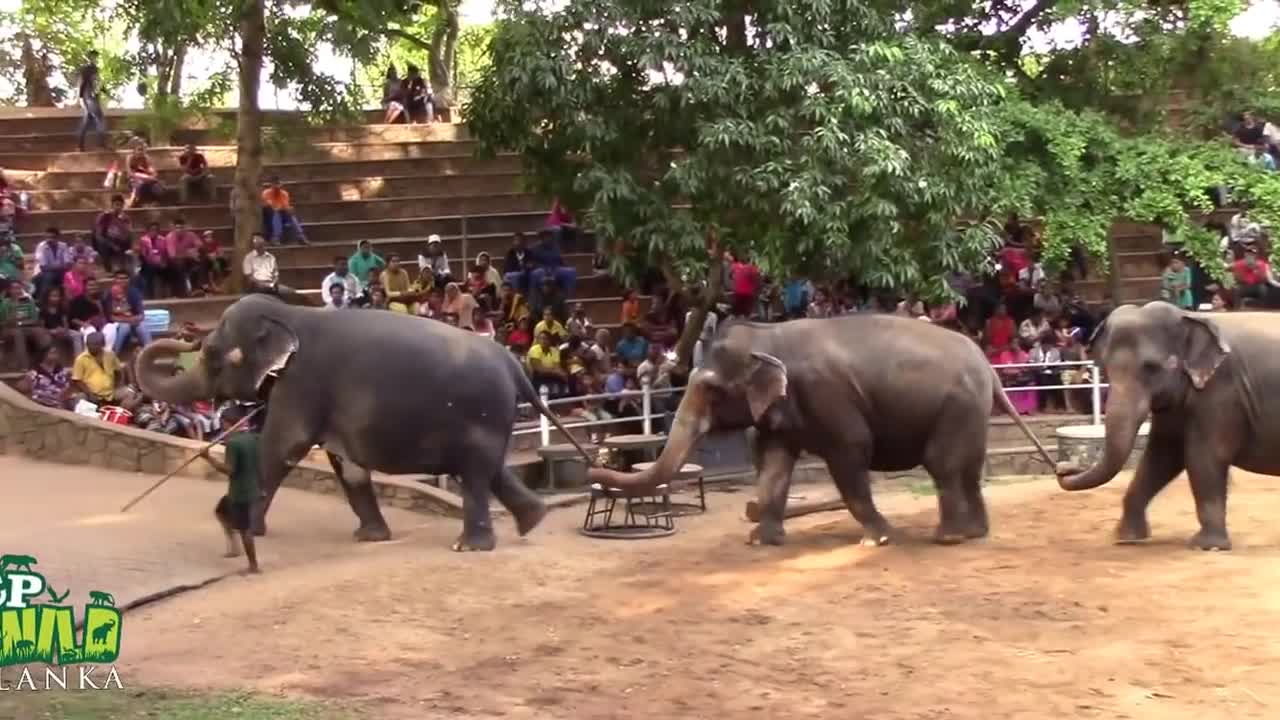 Elephants Dance At Dehiwala National Zoo (Sri Lanka)