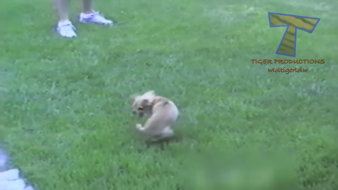 Funny animals and their ridiculous behavior are just the best - Funny animal compilation