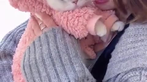 Most Beautiful Cat Ever on TikTok