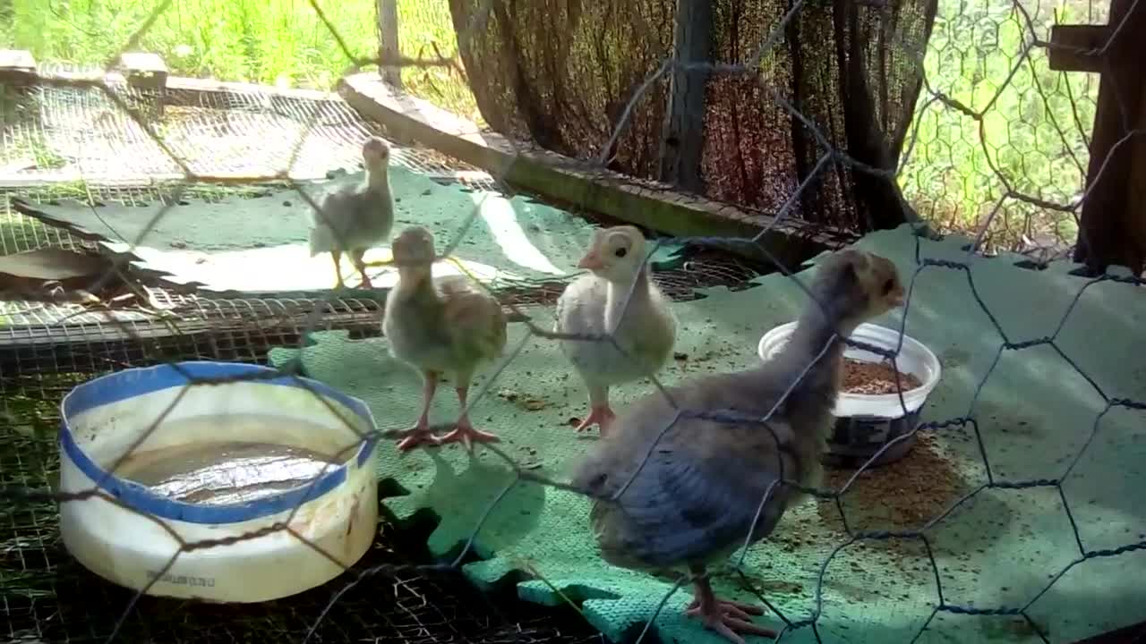 Baby turkeys stop and listen