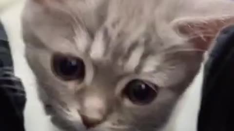 Cute kitten baby Cat .😺