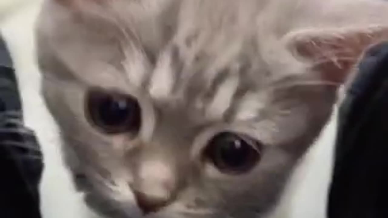 Cute kitten baby Cat .😺