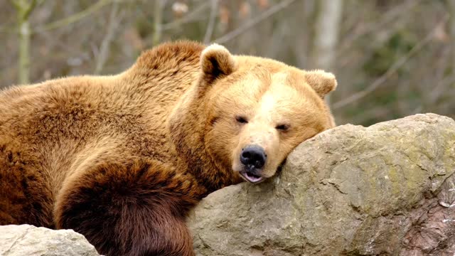 BEAR RELAXING