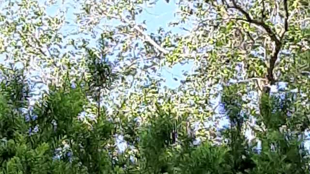 Robin Song