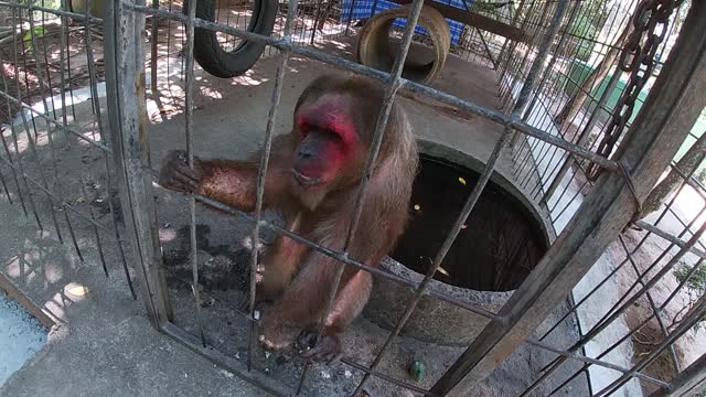 devil monkey