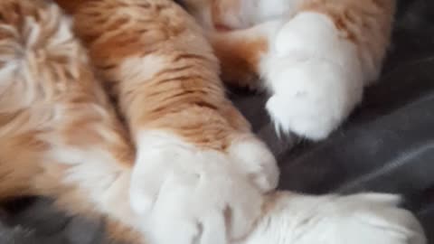 animal friendship
