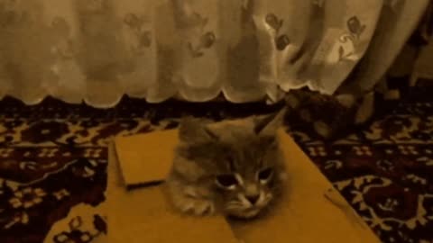 Funny and lovely cats