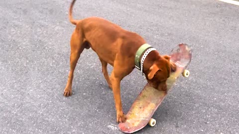 Dog Hulk Reacts To The Skateboard For The First Time