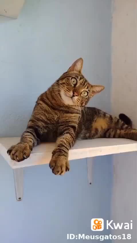 kitten who likes to take photo