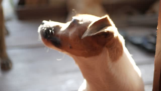 Close-up Of A Brown And White Pet Dog