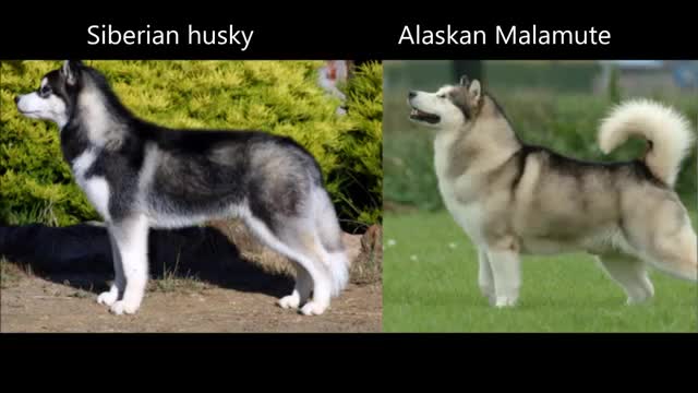 Difference Between Siberian husky and Alaskan Malamute