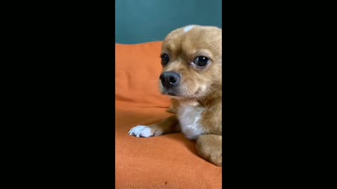 Dog Tossing His Hair In The Wind - TikTok Dogs (Funny Animals #318)