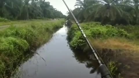 This is a beautiful and charming water-dwelling species