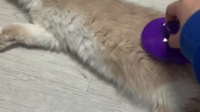 A cat who loves to touch