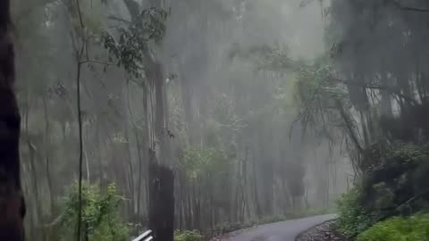 Nature's Symphony: A Glimpse into Forests and Wildlife