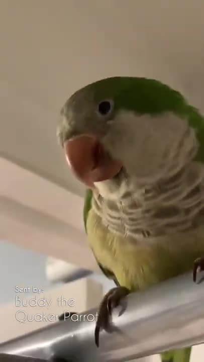 Birb sending you virtual kisses