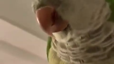 Birb sending you virtual kisses