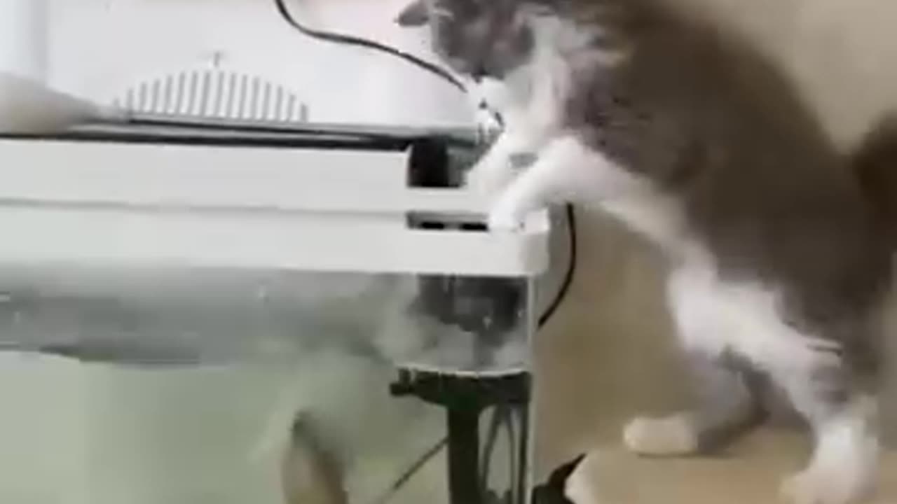 Cat fall on trap