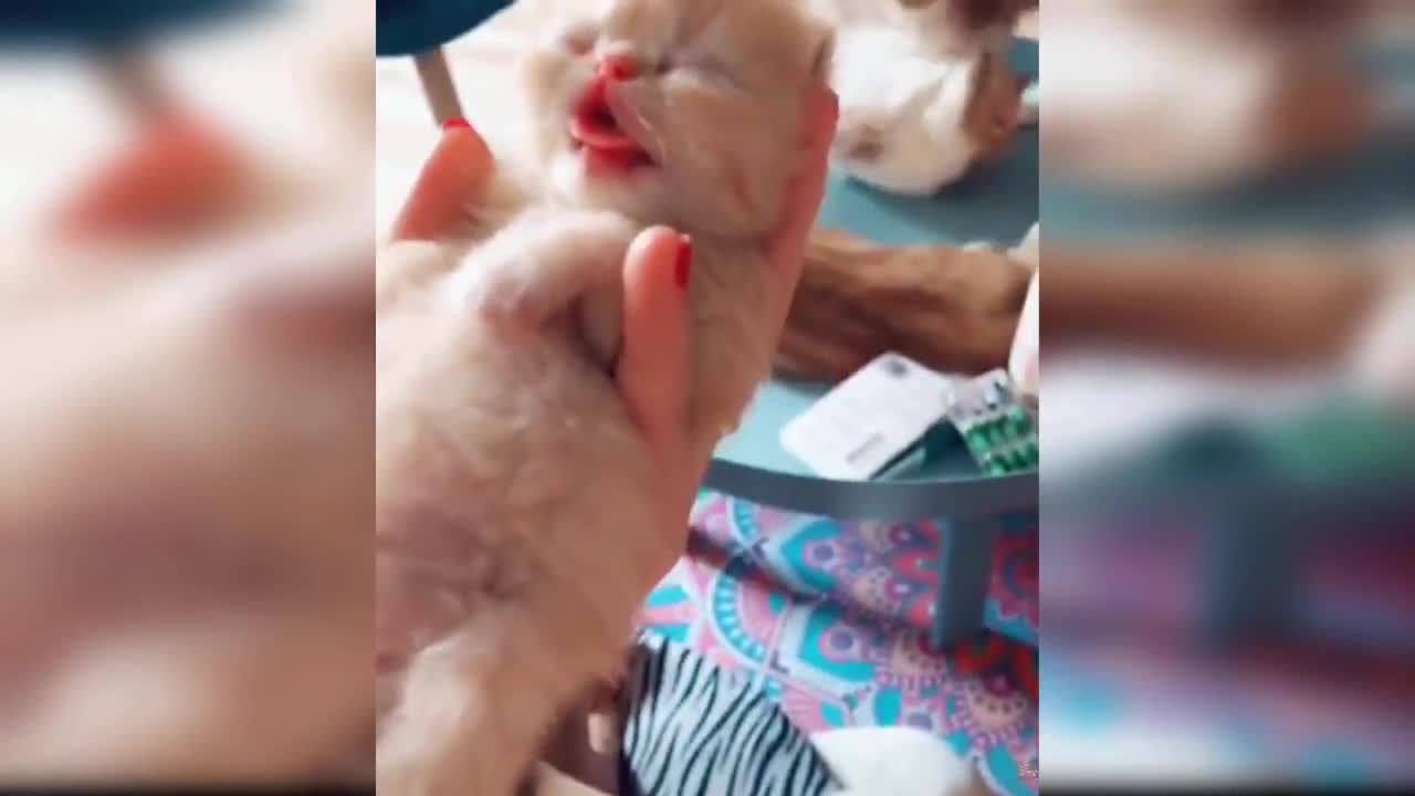 cute kitten