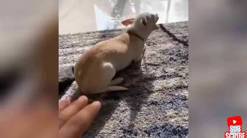 Angry - Funny Dogs And Cats from tiktok😮 - angry Pet videos 😱