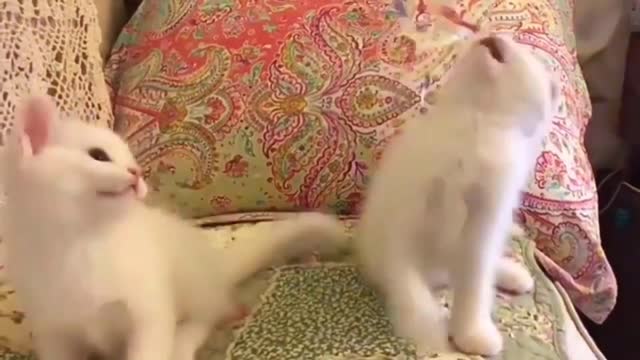 funny cats ep4