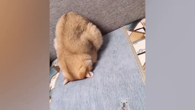what is it with cucumber and cats!