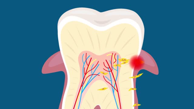 How to make healthy and strong teeth,Chew on this: your teeth might be able to help grow new tissues