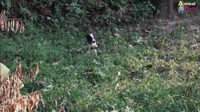 Rescue dog story - Puppy from King Cobra Attack Be Rescued In Time