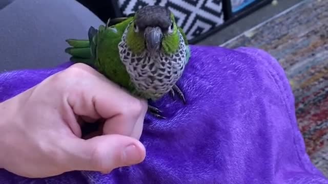 Jeff learned to make a sneeze noise and it’s SO CUTE 🥺🥑