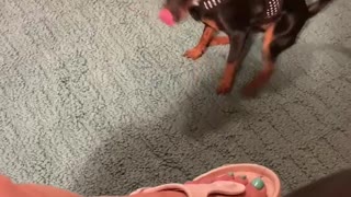 Dog Won’t Give Up HER Seat...or Will She?