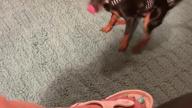 Dog Won’t Give Up HER Seat...or Will She?