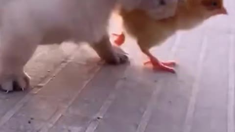 Super cute dog