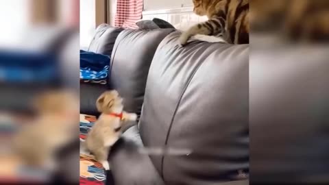 Funny Animal Videos 2023 🥰 - Funniest Dogs and Cats Videos