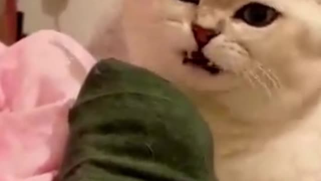 This cat clearly loves to smell socks
