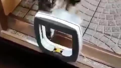 Gato não gostou da portinha de entrada para pets