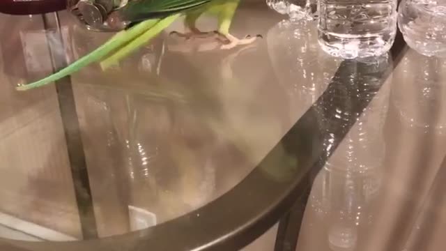 Parrot makes a mess
