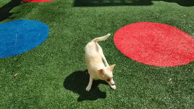 puppy wants to play on the playground