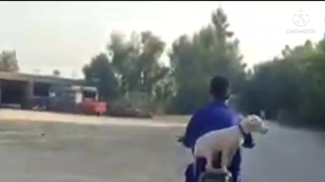 Dog for Motorcycle