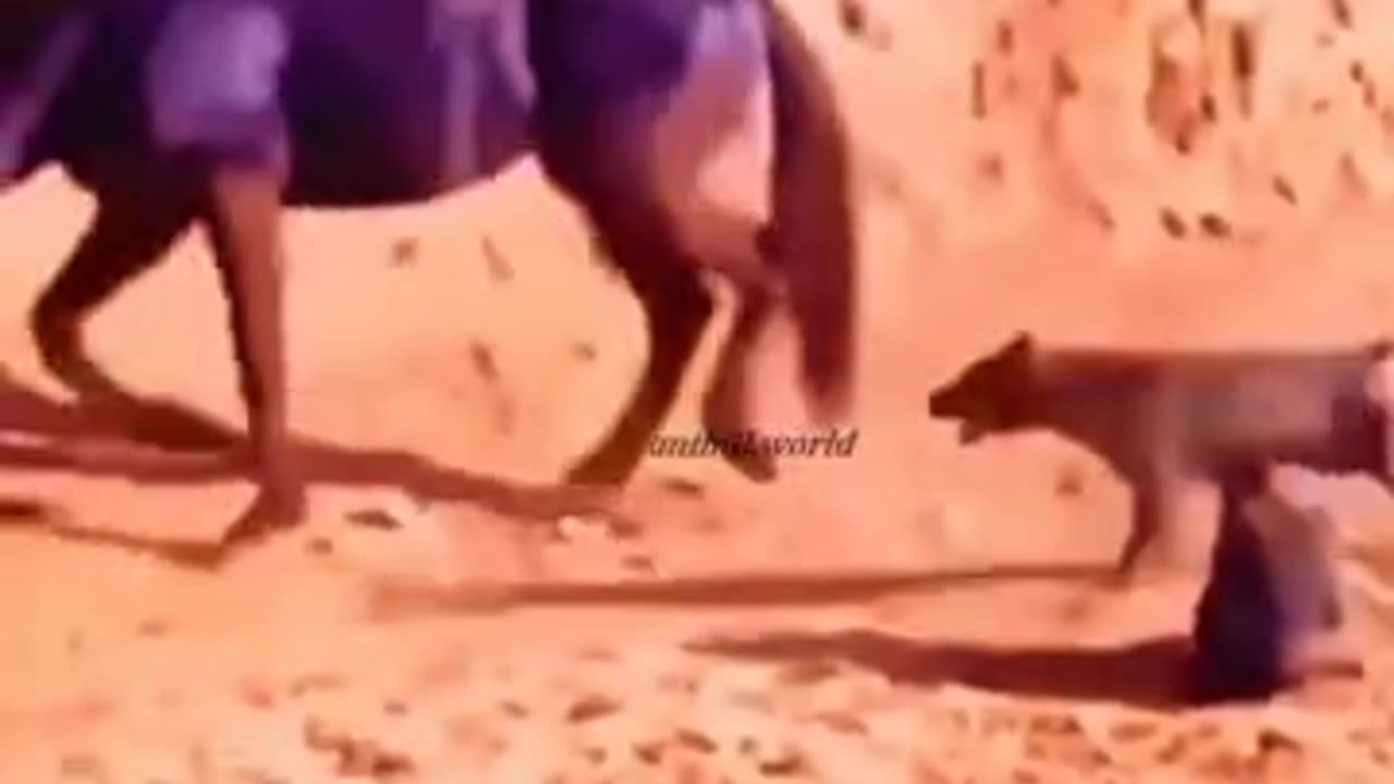 dog and hors funny video