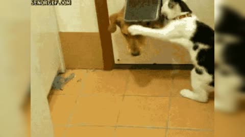 Funny fight cat vs dog