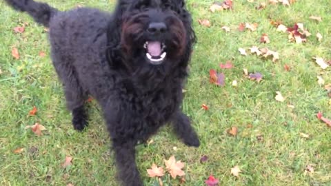 Gracioso perro se niega a ladrar, resuena lo dientes en cambio