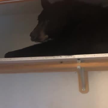 Family wakes up to find wild bear sleeping in their closet